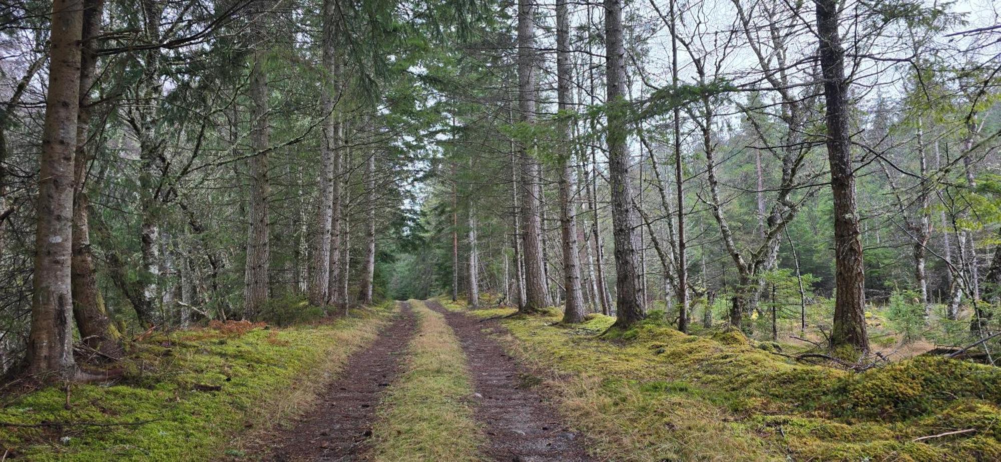 Beechwood Lodge Guesthouse Alness Bagian luar foto